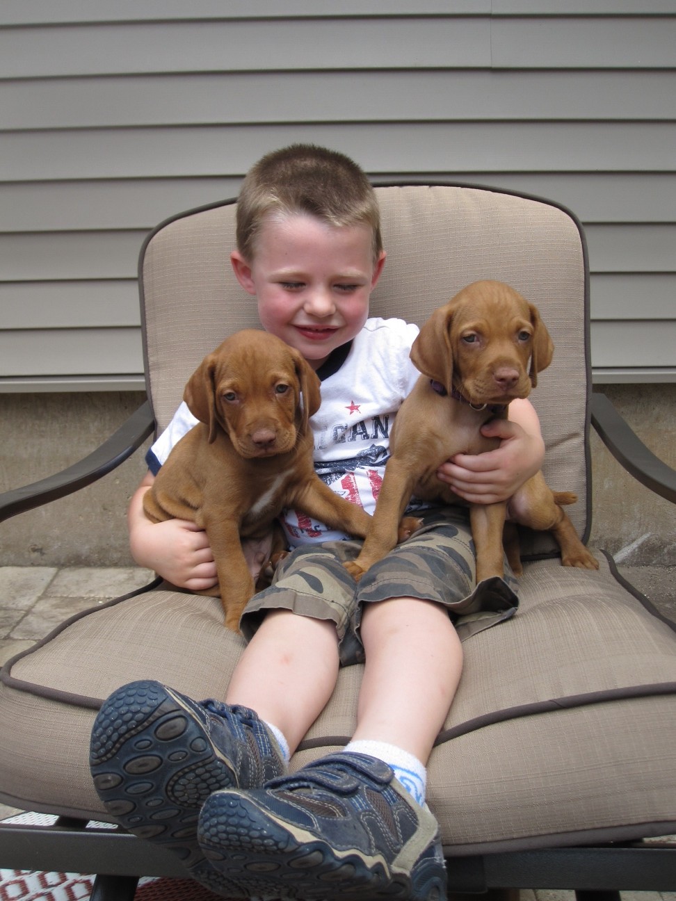 Vizsla pups