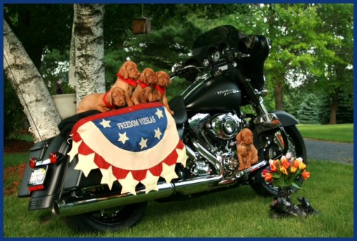 Vizsla pups on motorcycle