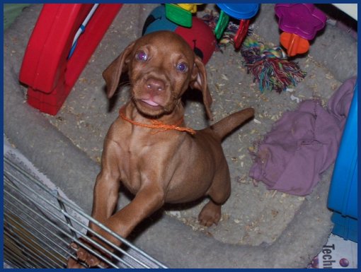 Vizsla pup