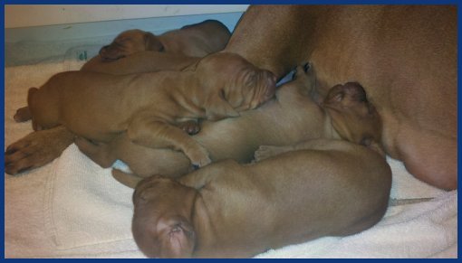 Vizsla litter