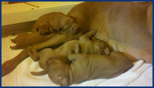 pups litter