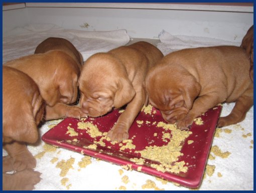 Vizsla pups eating gruel
