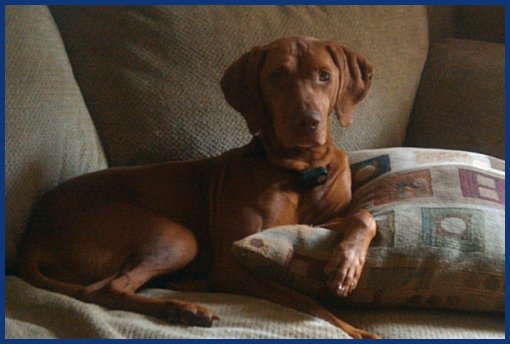 Vizsla on couch