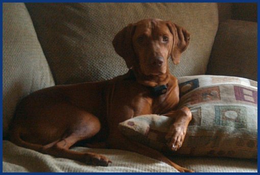 Vizsla on couch