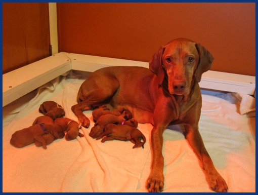 Vizsla with her litter