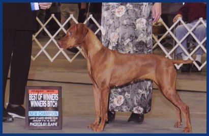 Vizsla in show ring